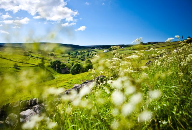 "A closeup of a flower with the Durham Dales in the background"