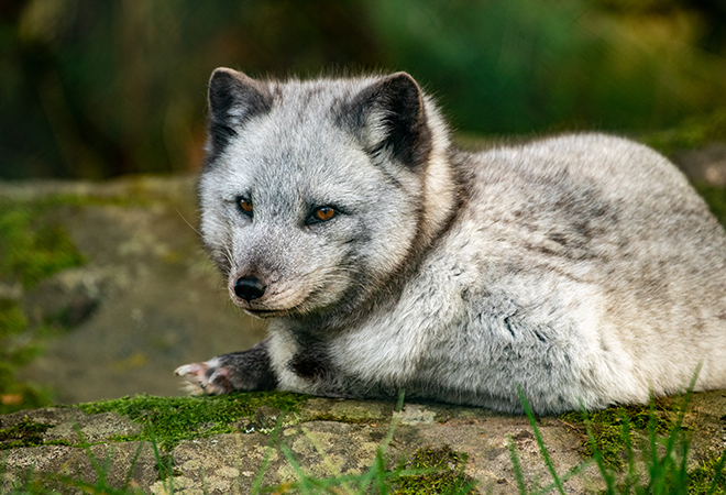 "The photograph shows an image of an Arctic Fox, laid on a rocky surface covered in moss.  The arctic fox has a grey, white coat with darker eats and amber coloured eyes"