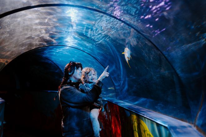 "A person holding a child points at a fish swimming near the top of an illuminated underwater tunnel in an aquarium. The tunnel's transparent walls reveal a blue-lit aquatic environment."