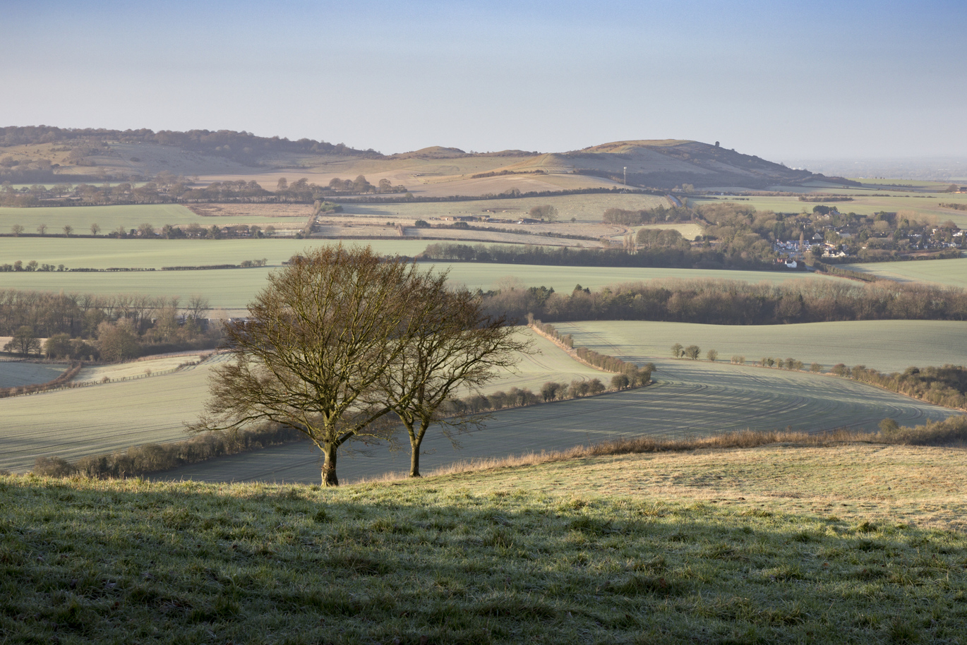 Two lone trees on a grassy hill with many fields and rolling hills in the background.