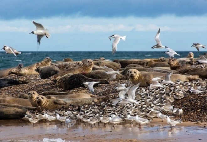Blakeney Point 