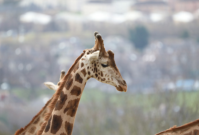 Blurred out background with a giraffe in the foreground showing from neck upwards