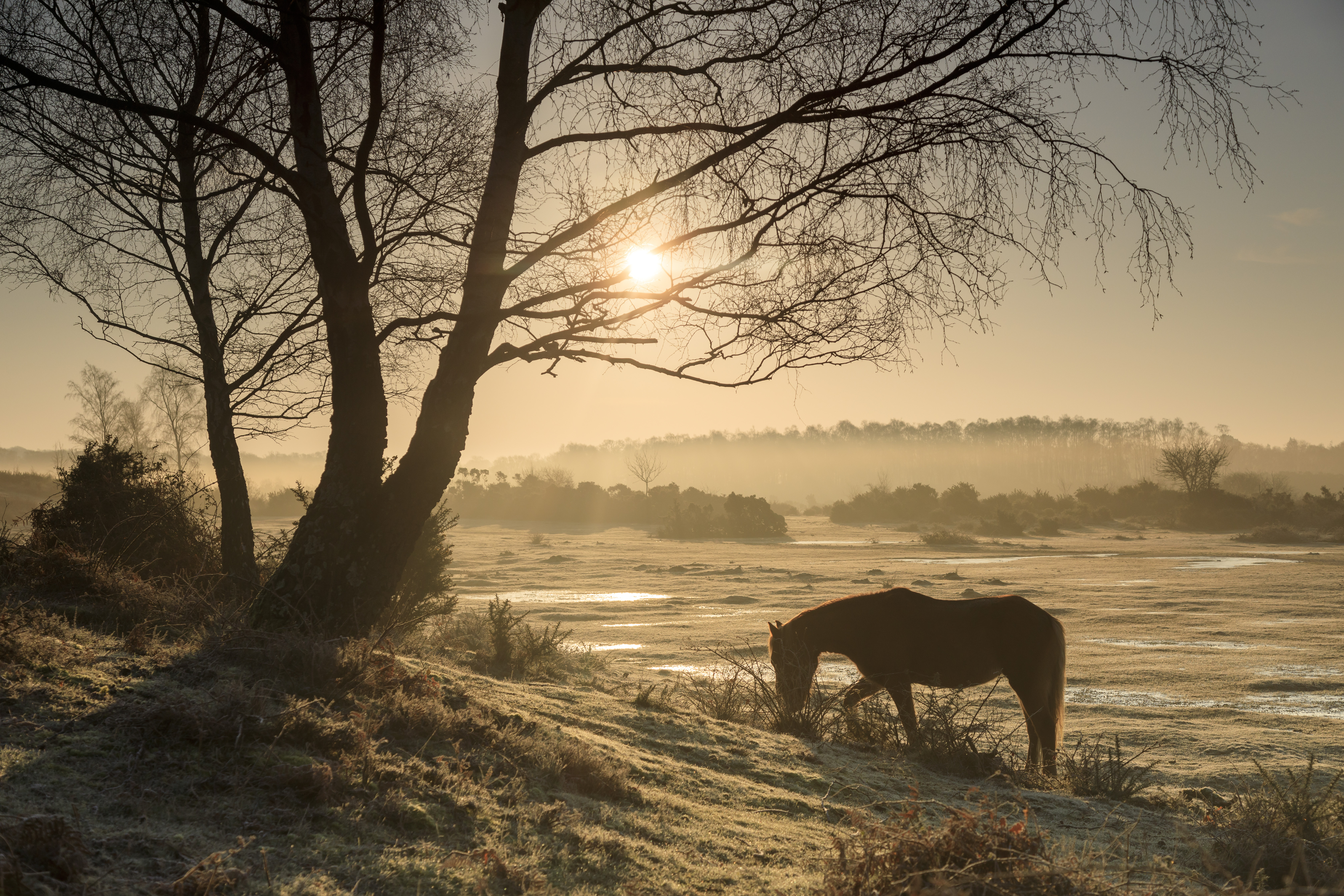 New Forest Northern Commons  - National Trust