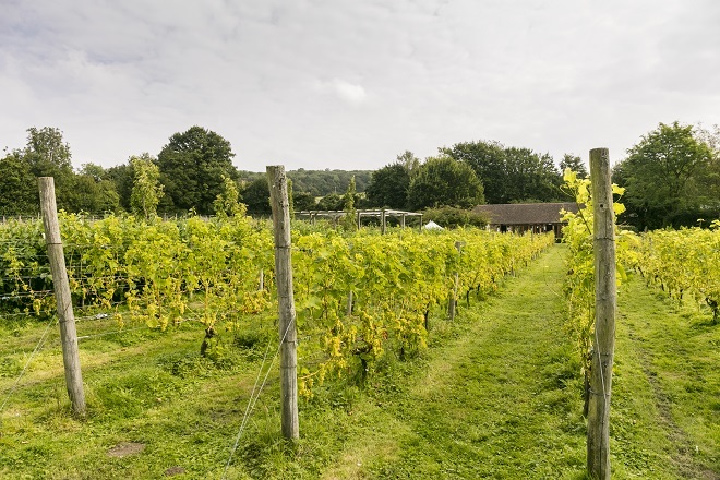 "Photo of a vineyard with 3 rows of greens and yellow vines. There is the top of a building showing in the far distance."