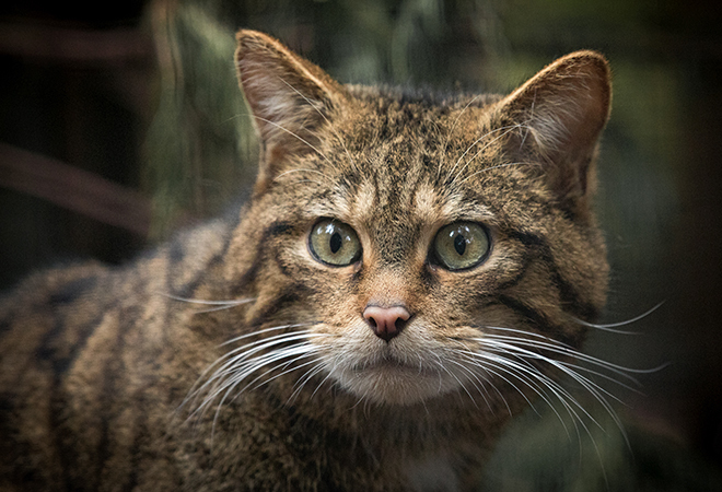 "The photograph shows a close up image of a Scottish Wildcat staring intently to the left of the photographer.  It has sharp green eyes with elongated black pupils and distinctive long white whiskers"