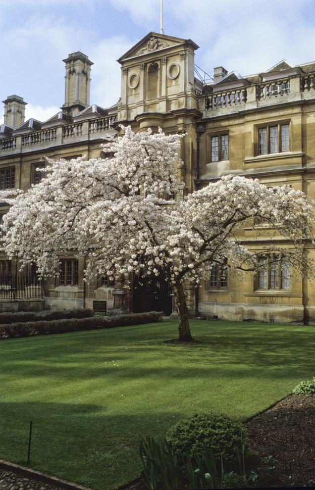 "Blossom tree in front of building"