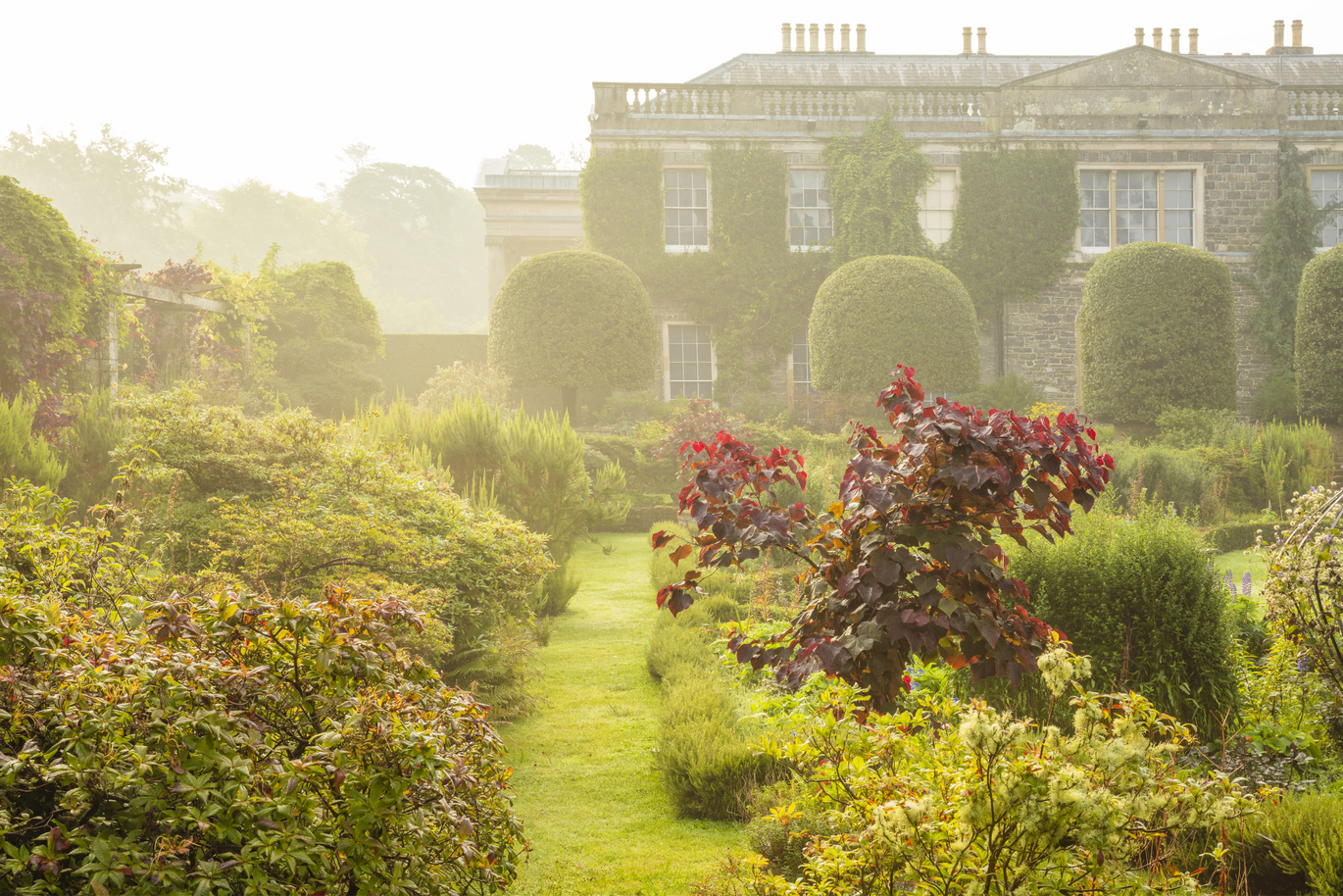 A view through the fog of the manor house behind the lush garden filled with many plants and greenery, with the house also covered in many climbing plants.