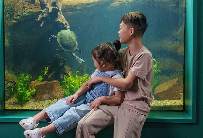 "Photograph of children looking into an aquarium at a turtle with a very long neck"
