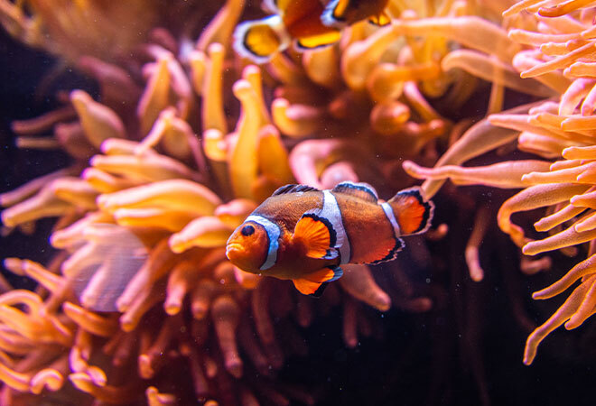 Very orangey anemones polyps dancing around in the water with a Orange, White and Black Clown fish front and centre, also a clown fish disappearing out of the top of the picture