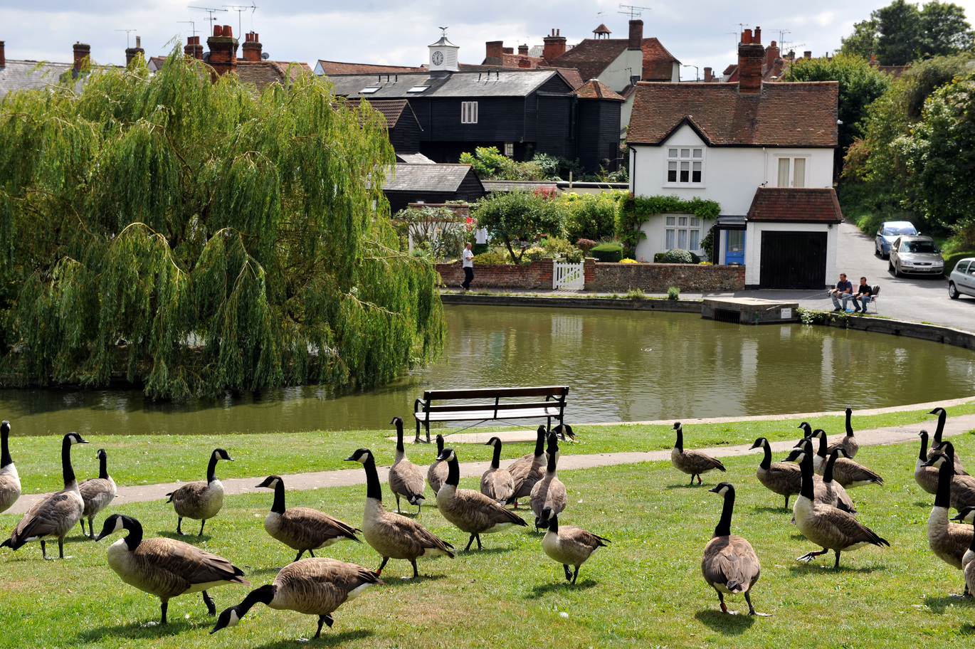"Geese in Essex"
