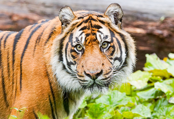 "Head and shoulder photograph of a tiger looking directly at the camera"