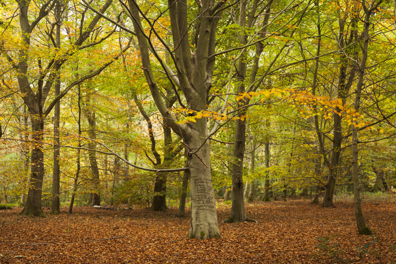 Woodland in Autumn at West Runton with fallen leaves covering the ground.
