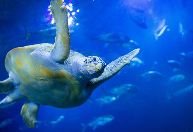 A Sea Turtle swimming through blue water with smaller fish fading into the back ground 