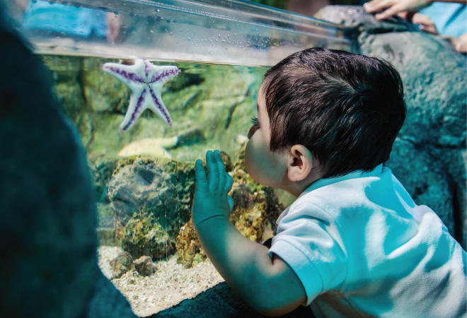 "a child looks into a fish tank, with a starfish in view"