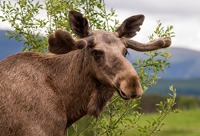 "Photograph of an immature bull elk with undeveloped antlers stood in front green shrubbery.  The elk is looking in the direction of the camera and in the background we can see a blurred image of the mountains of the Cairngorms National Park"