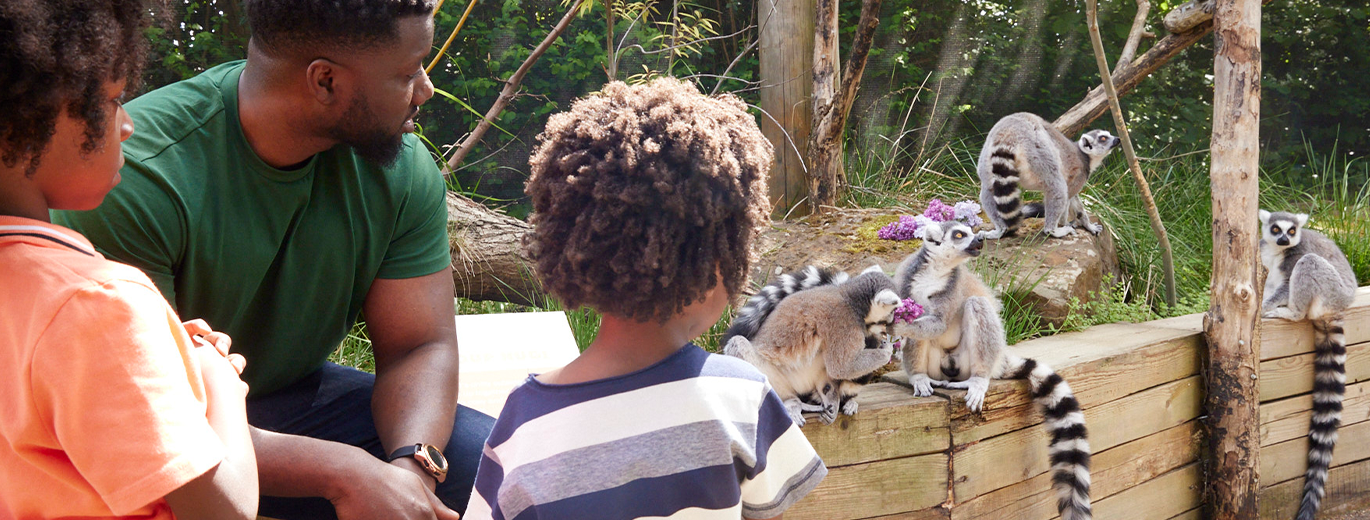 "Photograph of a man and two children looking into the lemur enclosure"