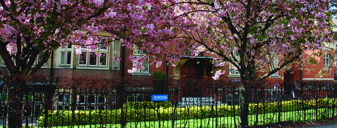 "Cherry blossom trees in foreground with college building in background"