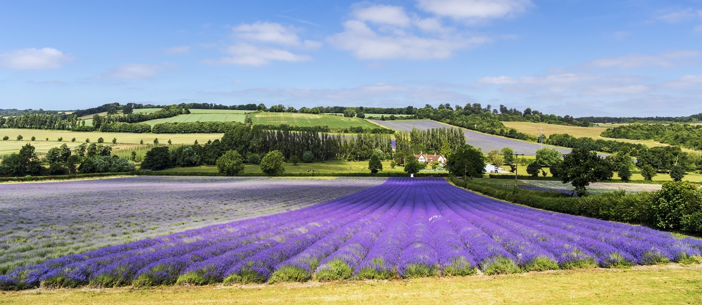 "Photo of lavender fields in Kent. There is lavendar towards the front of the photo and in the background are fields and trees with a cloudy sky."