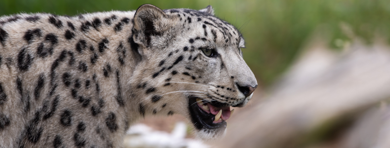 "Photograph of the Highland Wildlife's Park resident Snow Leopard with it's mouth open and teeth exposed against the blurred background of its habitat enclosure"