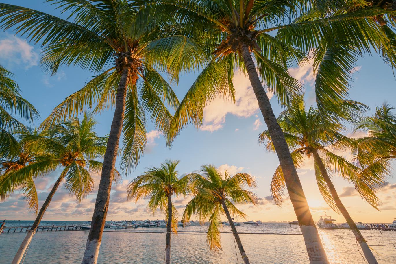 Palm trees looking through them to the sky