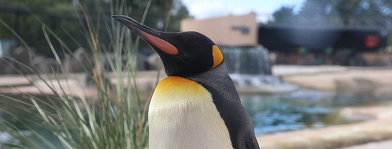 Penguin's face in the front of the photo and blurred out background of their water and land surroundings