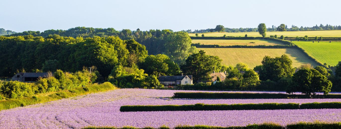 Image of lavender fields, in the foreground, a white house with a dark grey roof sits in the centre of the image in the middle distance, with luscious green feilds and trees in the distance, sunlight is shining down giving the colurs in the image vivid tones 