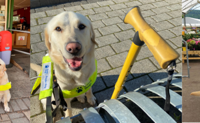 Collage of three images of Chloe and her guide dog Dezzie. Chloe has brown hair and wears dark glasses, and Dezzie is a yellow labrador. The images include Chloe knelt down next to Dezzie, Dezzie in the sun next to a yellow walking stick that has been propped up, and Chloe and Dezzie walking away from the camera together.  