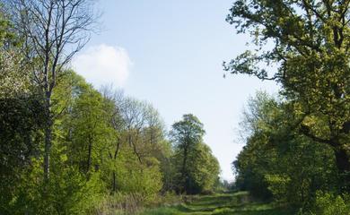 Image shows trees and blue sky at Brampton Wood 